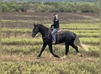 American Quarter Horse, Wałach, 5 lat, Siwa
