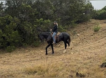 American Quarter Horse, Wałach, 5 lat, Siwa