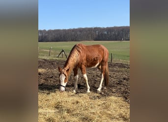 American Quarter Horse Mix, Wałach, 5 lat, Srokata