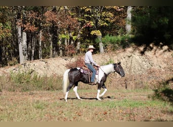 American Quarter Horse, Wałach, 5 lat, Srokata