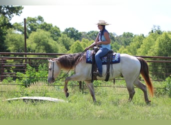 American Quarter Horse, Wałach, 5 lat, Szampańska