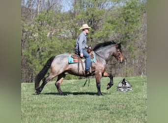 American Quarter Horse, Wałach, 5 lat