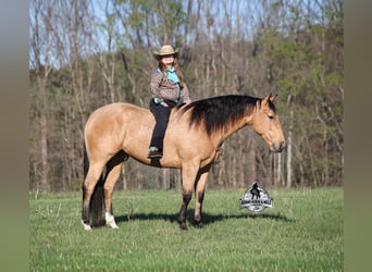 American Quarter Horse, Wałach, 5 lat