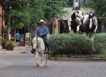 American Quarter Horse, Wałach, 6 lat, 132 cm, Overo wszelkich maści