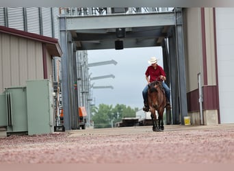 American Quarter Horse, Wałach, 6 lat, 137 cm, Gniadodereszowata