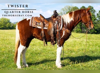 American Quarter Horse, Wałach, 6 lat, 140 cm, Cisawa