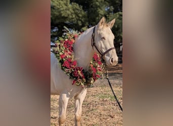 American Quarter Horse, Wałach, 6 lat, 142 cm, Biała