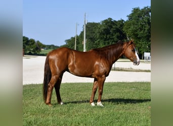 American Quarter Horse, Wałach, 6 lat, 142 cm, Cisawa