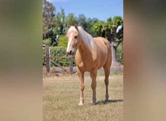 American Quarter Horse, Wałach, 6 lat, 142 cm, Izabelowata