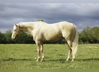 American Quarter Horse, Wałach, 6 lat, 142 cm, Izabelowata