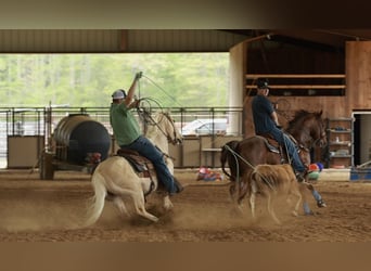 American Quarter Horse, Wałach, 6 lat, 142 cm, Izabelowata