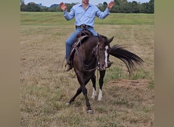 American Quarter Horse, Wałach, 6 lat, 142 cm, Kara
