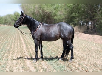 American Quarter Horse, Wałach, 6 lat, 142 cm, Karodereszowata