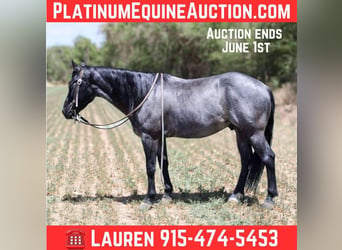 American Quarter Horse, Wałach, 6 lat, 142 cm, Karodereszowata