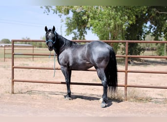 American Quarter Horse, Wałach, 6 lat, 142 cm, Karodereszowata