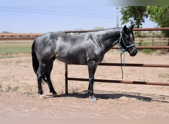 American Quarter Horse, Wałach, 6 lat, 142 cm, Karodereszowata