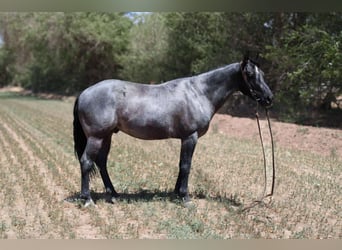 American Quarter Horse, Wałach, 6 lat, 142 cm, Karodereszowata