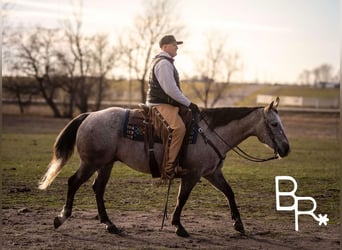 American Quarter Horse, Wałach, 6 lat, 142 cm, Siwa jabłkowita