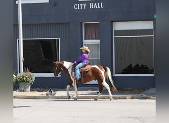 American Quarter Horse, Wałach, 6 lat, 142 cm, Tobiano wszelkich maści