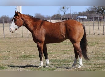 American Quarter Horse, Wałach, 6 lat, 145 cm, Bułana