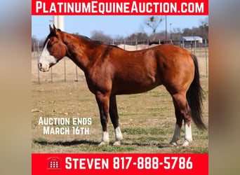 American Quarter Horse, Wałach, 6 lat, 145 cm, Bułana