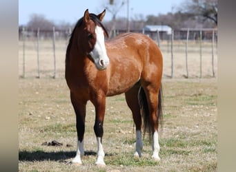 American Quarter Horse, Wałach, 6 lat, 145 cm, Bułana