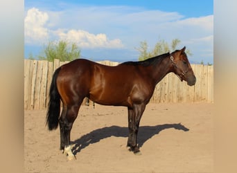 American Quarter Horse, Wałach, 6 lat, 145 cm, Gniada