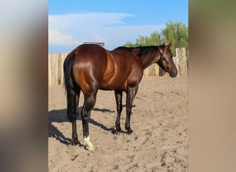 American Quarter Horse, Wałach, 6 lat, 145 cm, Gniada