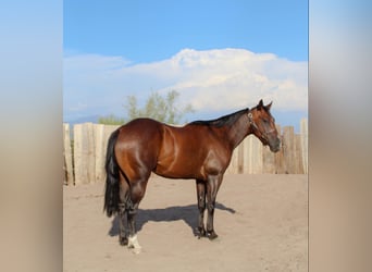 American Quarter Horse, Wałach, 6 lat, 145 cm, Gniada