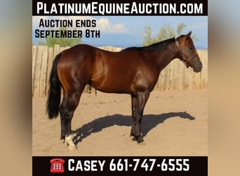 American Quarter Horse, Wałach, 6 lat, 145 cm, Gniada