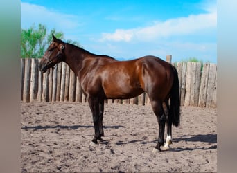 American Quarter Horse, Wałach, 6 lat, 145 cm, Gniada