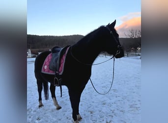 American Quarter Horse, Wałach, 6 lat, 145 cm, Kara