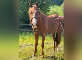 American Quarter Horse, Wałach, 6 lat, 145 cm, Kasztanowata
