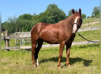 American Quarter Horse, Wałach, 6 lat, 145 cm, Kasztanowata