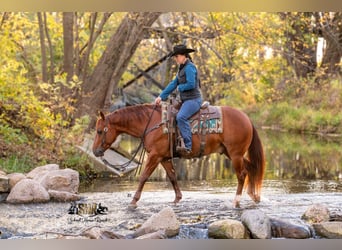 American Quarter Horse, Wałach, 6 lat, 147 cm, Cisawa