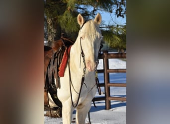 American Quarter Horse, Wałach, 6 lat, 147 cm, Cremello