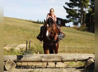 American Quarter Horse, Wałach, 6 lat, 147 cm, Gniada