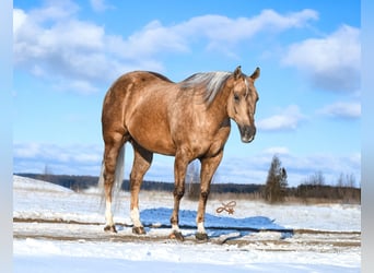 American Quarter Horse, Wałach, 6 lat, 147 cm, Izabelowata