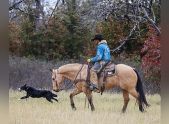 American Quarter Horse, Wałach, 6 lat, 147 cm, Jelenia