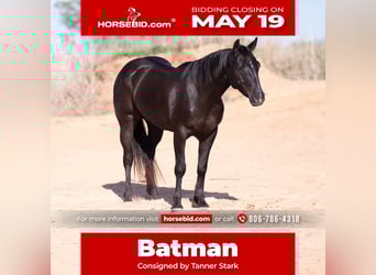 American Quarter Horse, Wałach, 6 lat, 147 cm, Kara