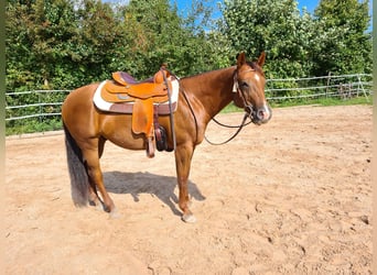 American Quarter Horse, Wałach, 6 lat, 148 cm, Ciemnokasztanowata