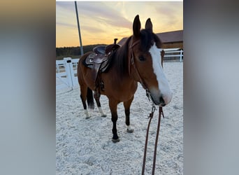American Quarter Horse, Wałach, 6 lat, 148 cm, Gniada
