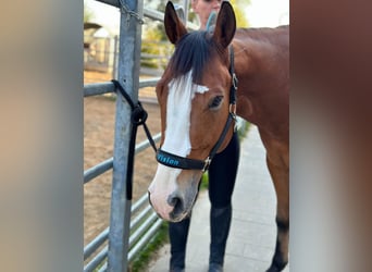 American Quarter Horse, Wałach, 6 lat, 148 cm, Gniada