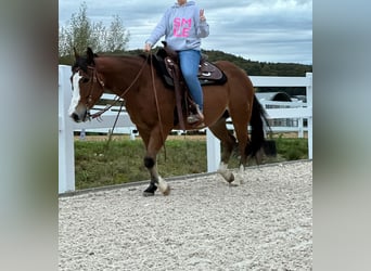 American Quarter Horse, Wałach, 6 lat, 148 cm, Gniada