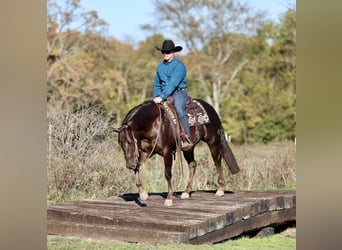 American Quarter Horse, Wałach, 6 lat, 150 cm, Ciemnokasztanowata
