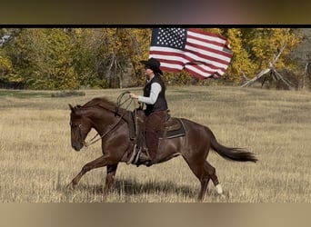 American Quarter Horse, Wałach, 6 lat, 150 cm, Ciemnokasztanowata
