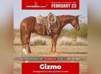 American Quarter Horse, Wałach, 6 lat, 150 cm, Cisawa