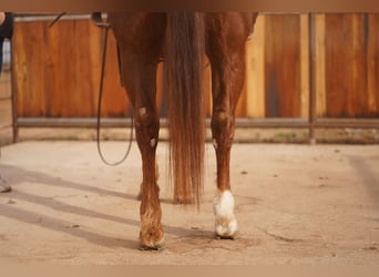 American Quarter Horse, Wałach, 6 lat, 150 cm, Cisawa