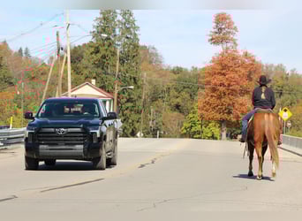 American Quarter Horse, Wałach, 6 lat, 150 cm, Cisawa