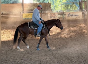 American Quarter Horse, Wałach, 6 lat, 150 cm, Cisawa